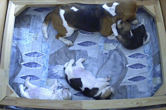 Beaglewelpen und dreifarbiger Beagle